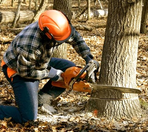 Tree Removal in Westford, VT